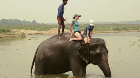 Shower with elephant Stock Footage 33464144