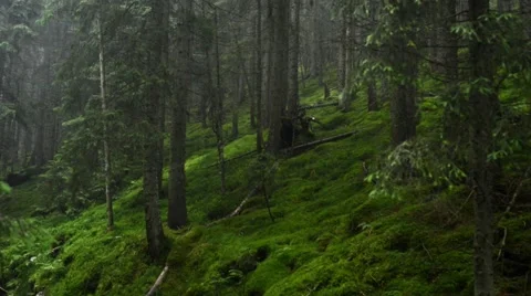Shower in fir forest Video stock 60041615