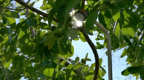 Shower in Garden under Shade Trees Stock Footage 41378387