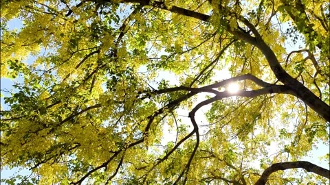 Shower leaves Stock-Footage 334119250