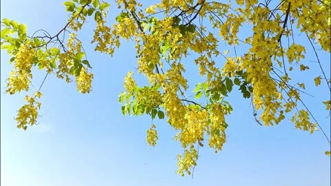 Shower leaves2 Stock-Footage 334119251