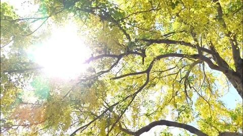Shower leaves4 스톡 동영상 334119252