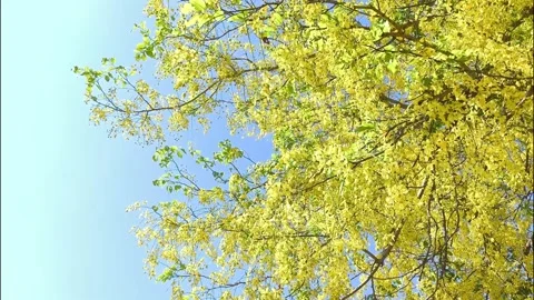 Shower leaves5 Stock-Footage 334119255