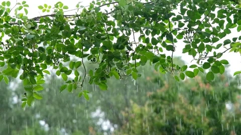 Shower slow motion. Rainfall against the backdrop of green foliage.. Raindrops Video stock 261221258