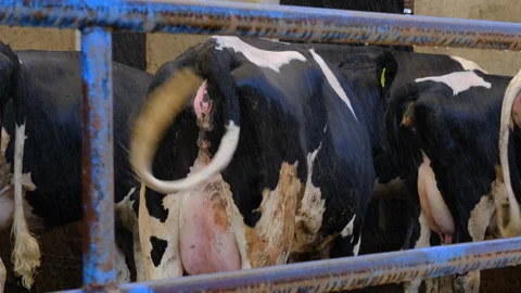 Shower system is opened to cool the cows Stock-Footage 252340062