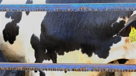 The shower system is opened to cool the cows and calves Stock-Footage 252341131