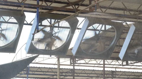 Shower system opens for cows and calves Stock-Footage 252341865