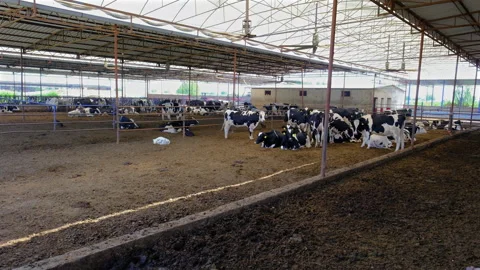The shower system turns on for cows and calves to cool off Stock-Footage 252339903