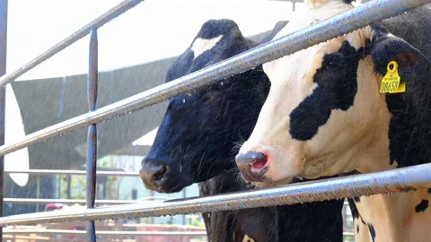The shower system turns on for cows to cool off Stock-Footage 252339990