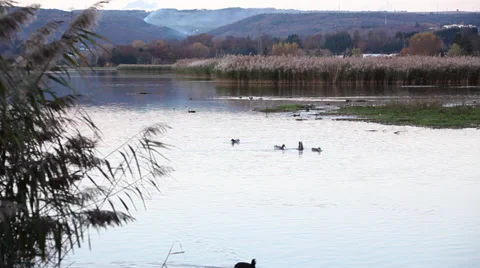Shower time for ducks at Aare Stock Footage 32861664