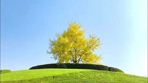 Shower tree Stock-Footage 334119270