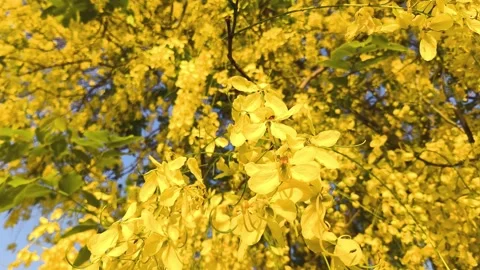 Shower tree Stock Footage 334294243