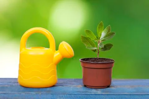 Shower with tree Stock Photos