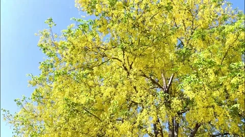 Shower tree3 Video stock 334119271