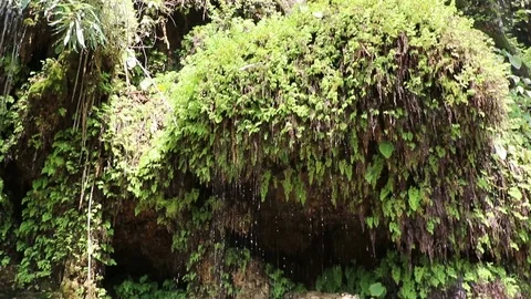 Shower-like waterfall Stock Footage 88232332