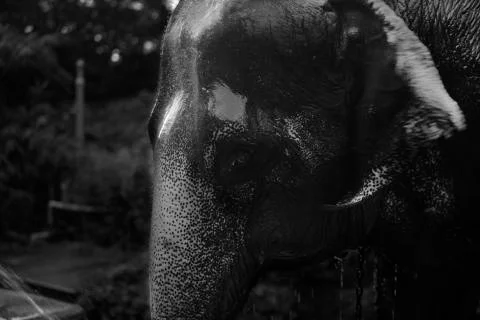 The showering mammal  Stock Photos