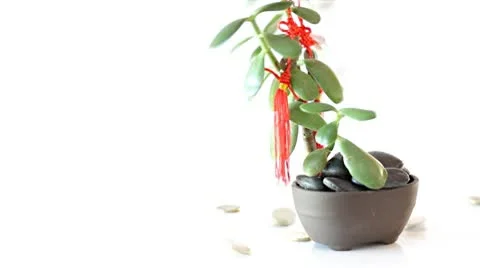 Showering of Monies Stock Footage 10135123