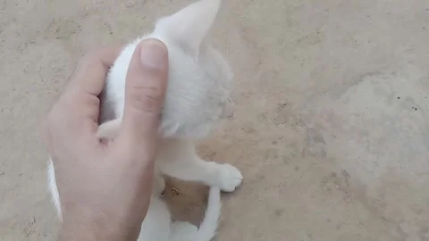 Showing Affection to a Cute Little Kitten Stock Footage 346737837