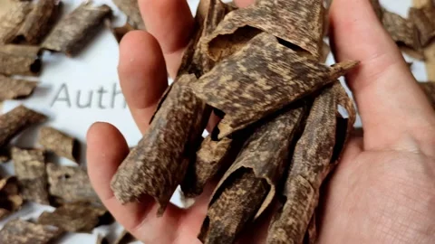 Showing  authentic small agarwood chips, educating video from scientist Vídeos de archivo 200825886