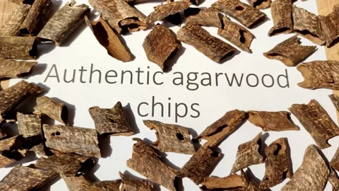 Showing  authentic small agarwood chips, educating video from scientist Stock-Footage 200825887