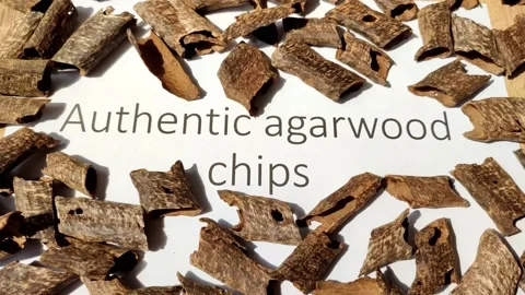 Showing  authentic small agarwood chips, educating video from scientist Stockbeeldmateriaal 200825933