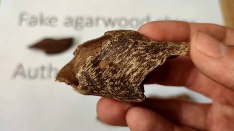 Showing  authentic small agarwood chips, educating video from scientist Vídeos de archivo 200949200