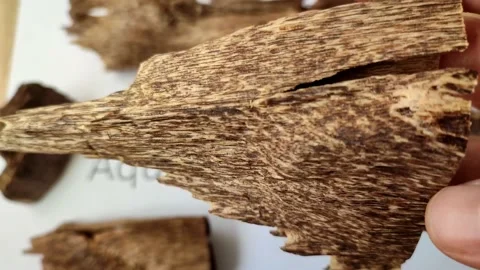 Showing  authentic small agarwood chips, educating video from scientist Vídeos de archivo 200949202