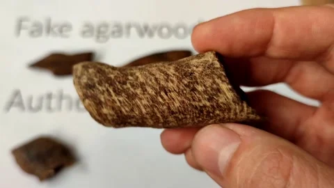 Showing  authentic small agarwood chips, educating video from scientist Vídeos de archivo 200949205