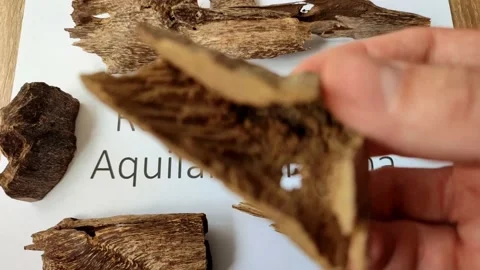 Showing  authentic small agarwood chips, educating video from scientist Stockbeeldmateriaal 200949206