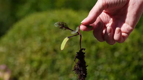 Showing beetroot seedling and root system Stock Footage 329228789