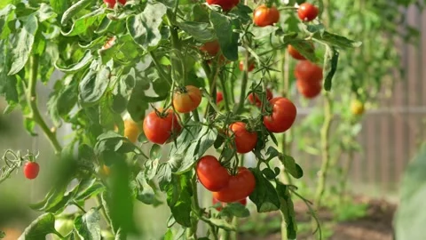 Showing branches of ripe red tomatoes in a greenhouse. Stock Footage 162180123