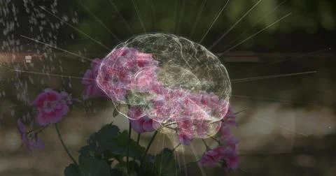 Showing centered pink geraniums blending with 3D brain wireframe in garden, with Stock Photos