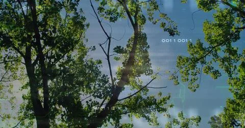 Showing central tree trunk supporting green leaves in woodland, with binary code 스톡 사진