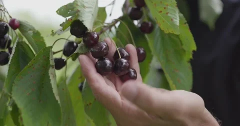 Showing Cherries Stock Footage 149107922