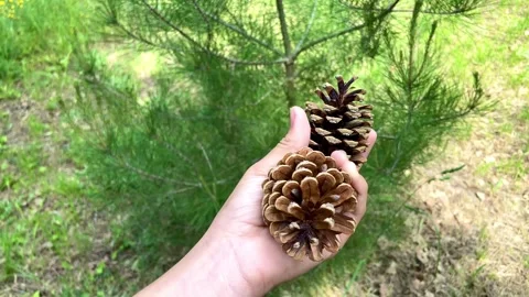 Showing cones on the background  of a small pine tree. Stock Footage 244494896