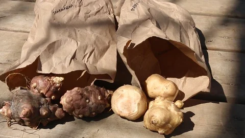 Showing different varieties of Jerusalem artichoke to plant Stock Footage 106411049