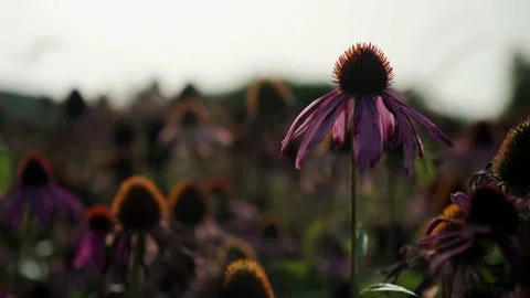 Showing Echinacea in a field Stock Footage 148652882