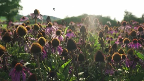Showing Echinacea in a field Stock Footage 148652898