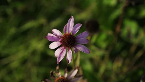 Showing Echinacea in a field Stock Footage 148652899