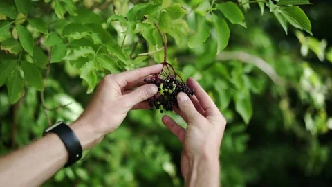 Showing Elder Tree with Hands Stock Footage 148652982