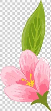 Showing flat design of pink five-petal bloom, yellow stamens and green leaf on Stock Illustration