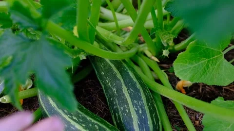 Showing fresh Zucchini Zebra in the vegetable garden. Courgette Plant in the Stock Footage 162897908