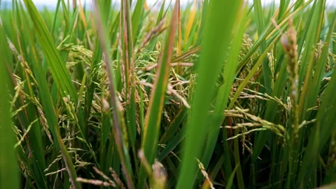 Showing green rice tree field, Landscape of a rural rice field Stock Footage 290789098