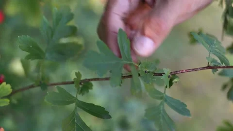 Showing hawthorn with hand Stock Footage 148648569