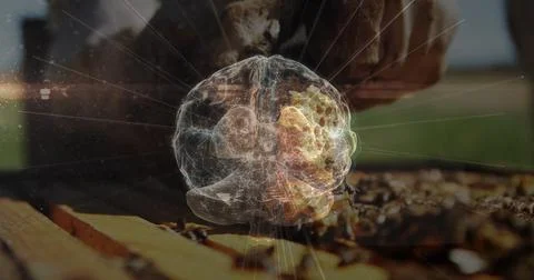 Showing honeycomb frame with buzzing bees and digital wireframe brain hologram Stock Photos