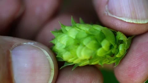 Showing hops with hands Stock Footage 148648553