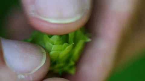 Showing hops with hands Stock Footage 148648554