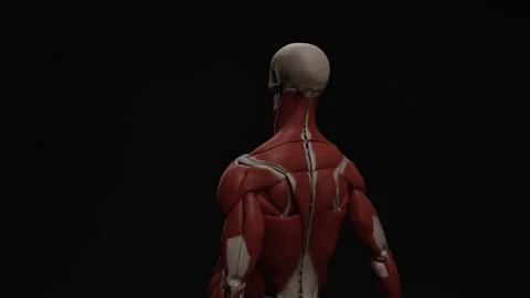 Showing human muscles Stock-Footage 290512130