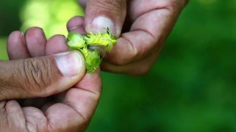 Showing the inside of hops Stock Footage 148648544