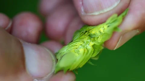Showing the inside of hops Stock Footage 148648550